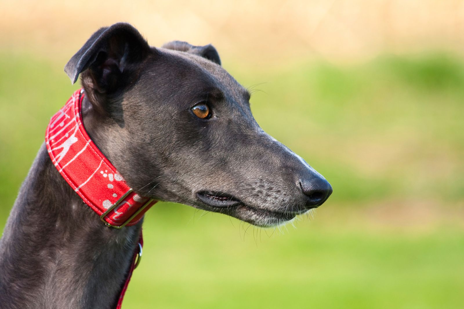 mascoteros 005 adopcion responsable galgo video