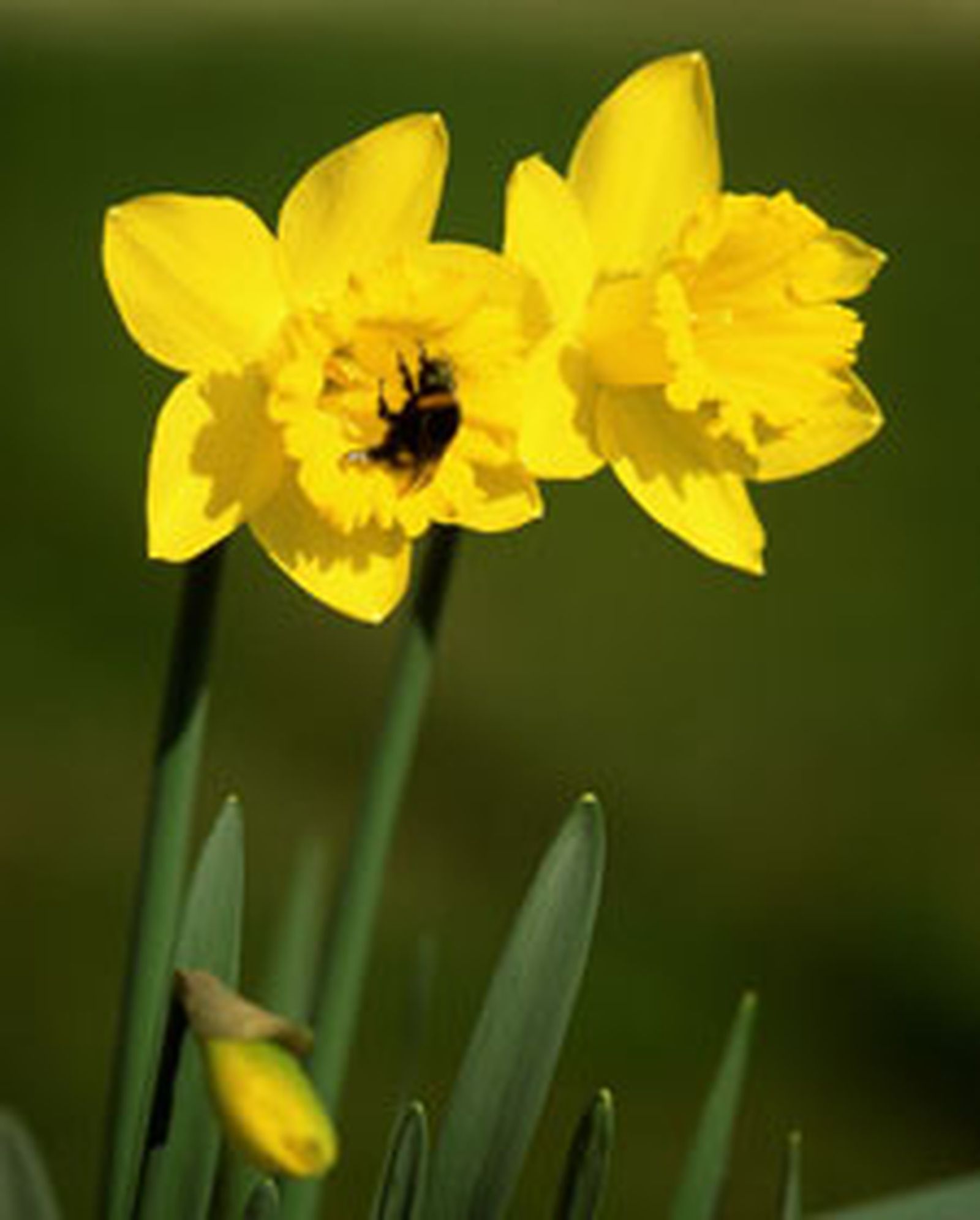 narciso l