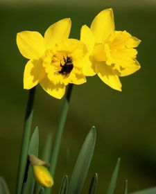 narciso l