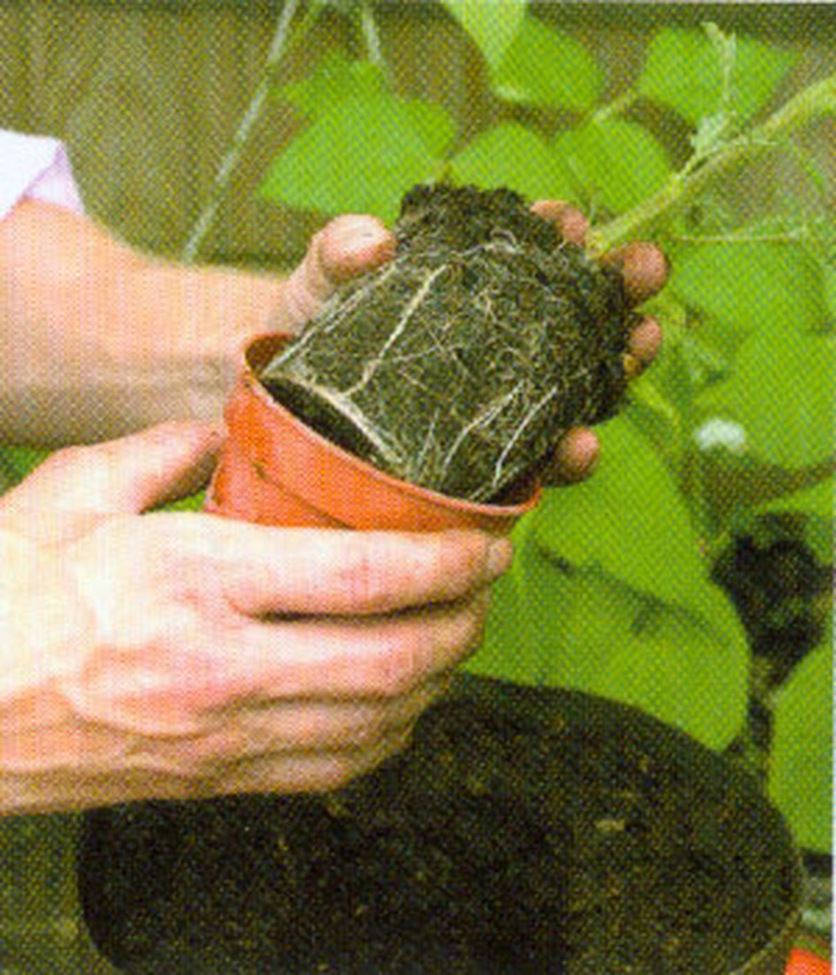 Cultivar tomates en bolsas 2