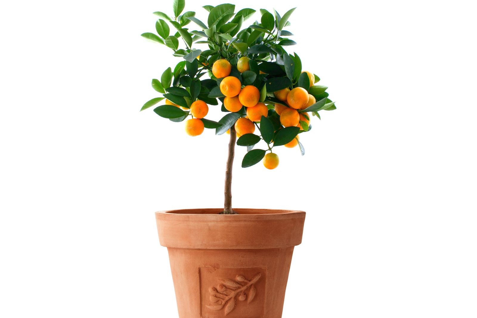 Árboles frutales enanos