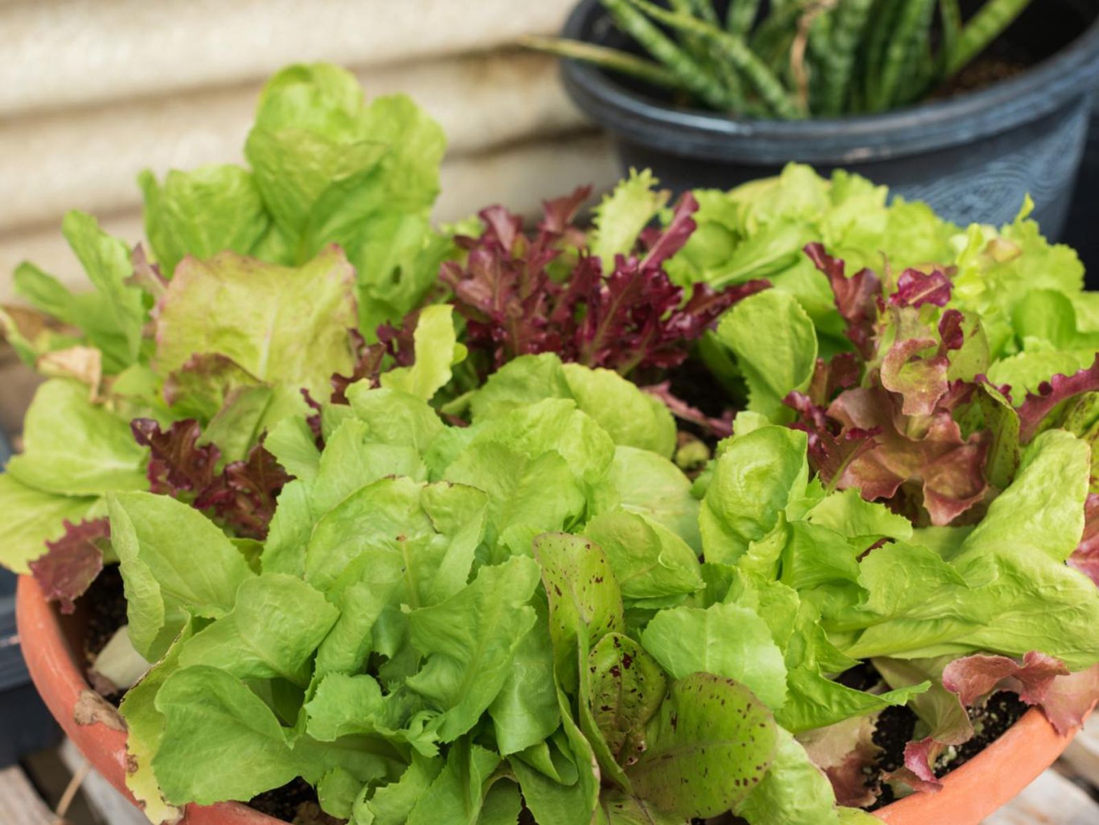 Distintas variedades de lechuga cultivadas en el mismo contenedor.
