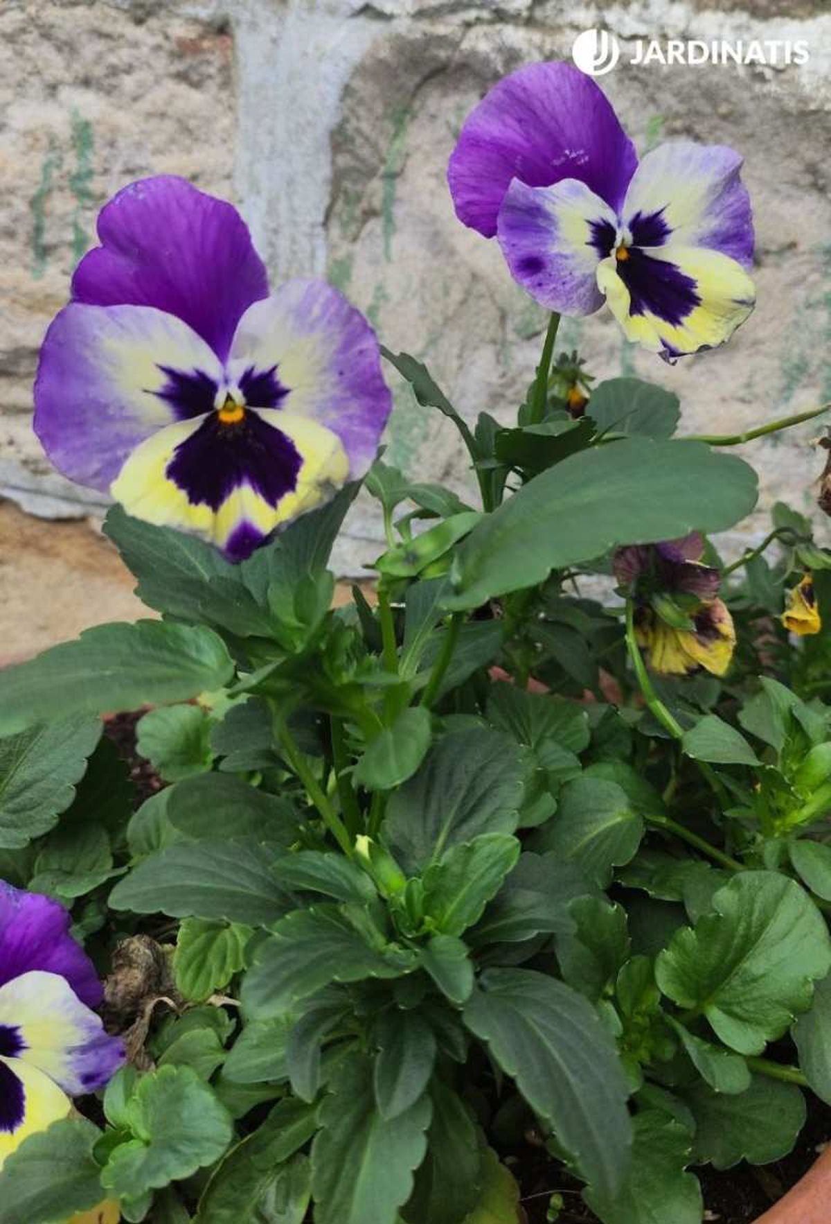 Viola x wittrockiana