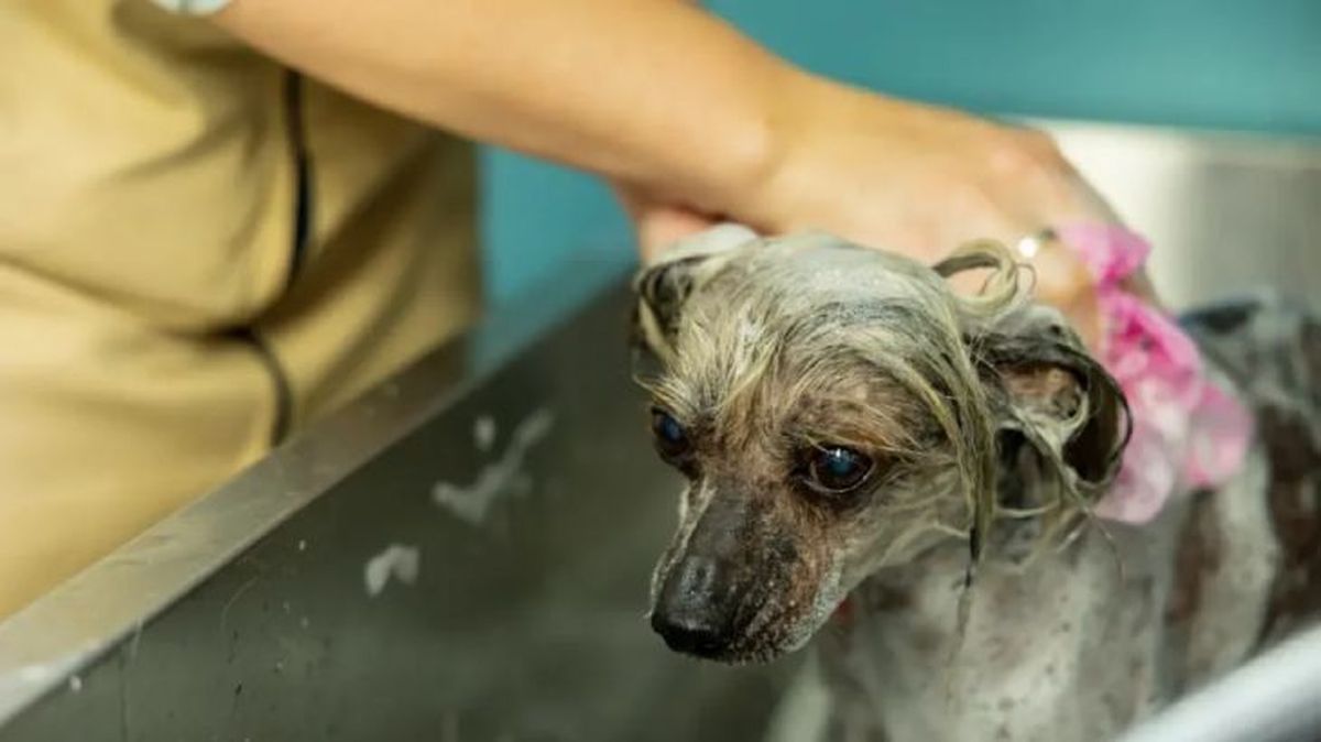 cada cuanto se bana a un perro 3