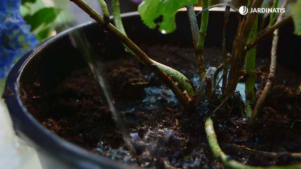 como regar las hortensias brico 0917 3