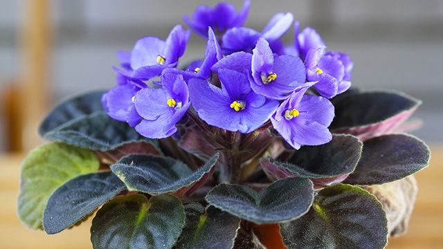 hojas de la violeta africana
