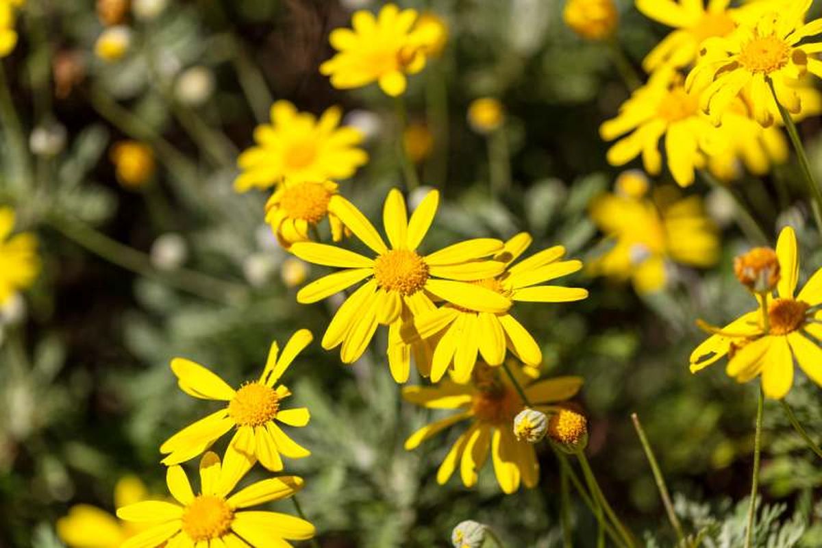 Euryops pectinatus