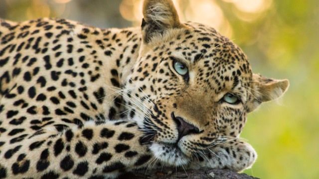 animales que empiezan por l 8