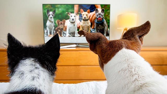 vision canina 6 perros viendo tele