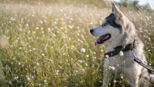 husky siberiano 11