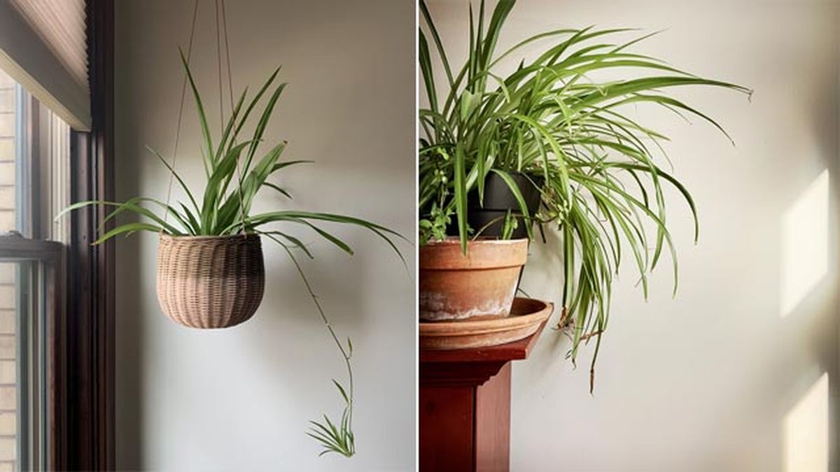 La cinta o malamadre es pet friendly