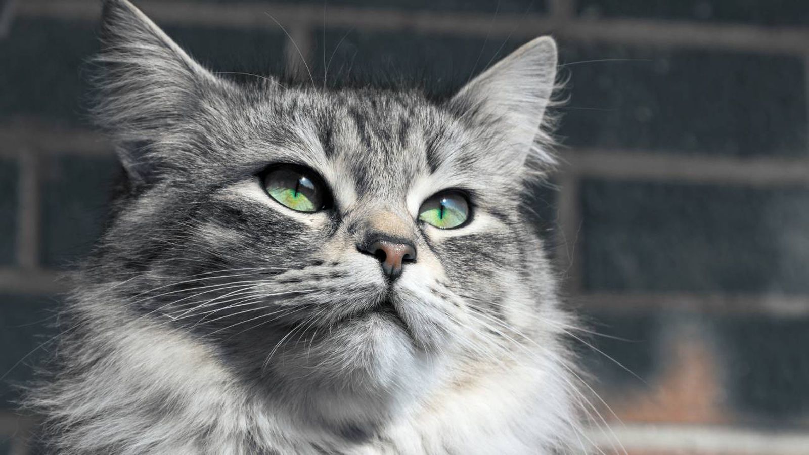 mascotas hipoalergenicas xl