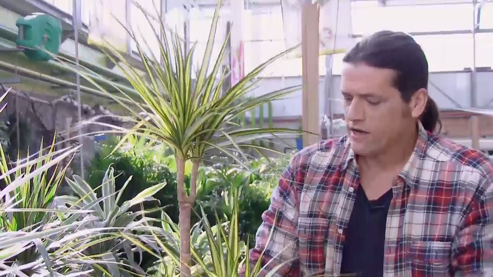 deco 686 variedades dracena marginata xl