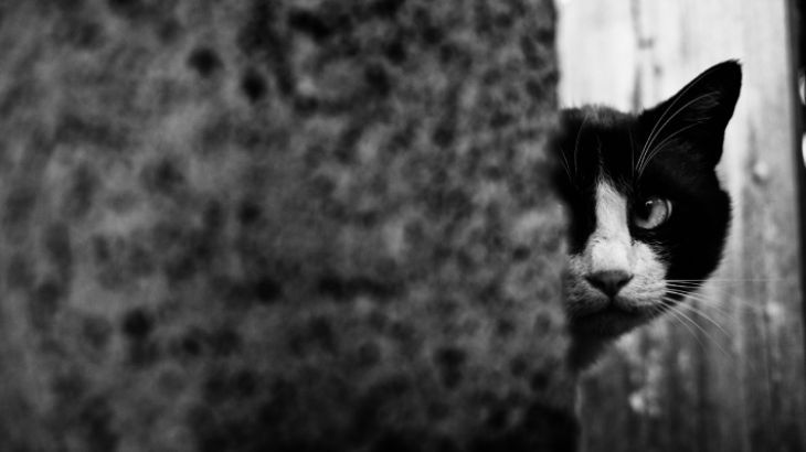 ansiedad en gatos 5