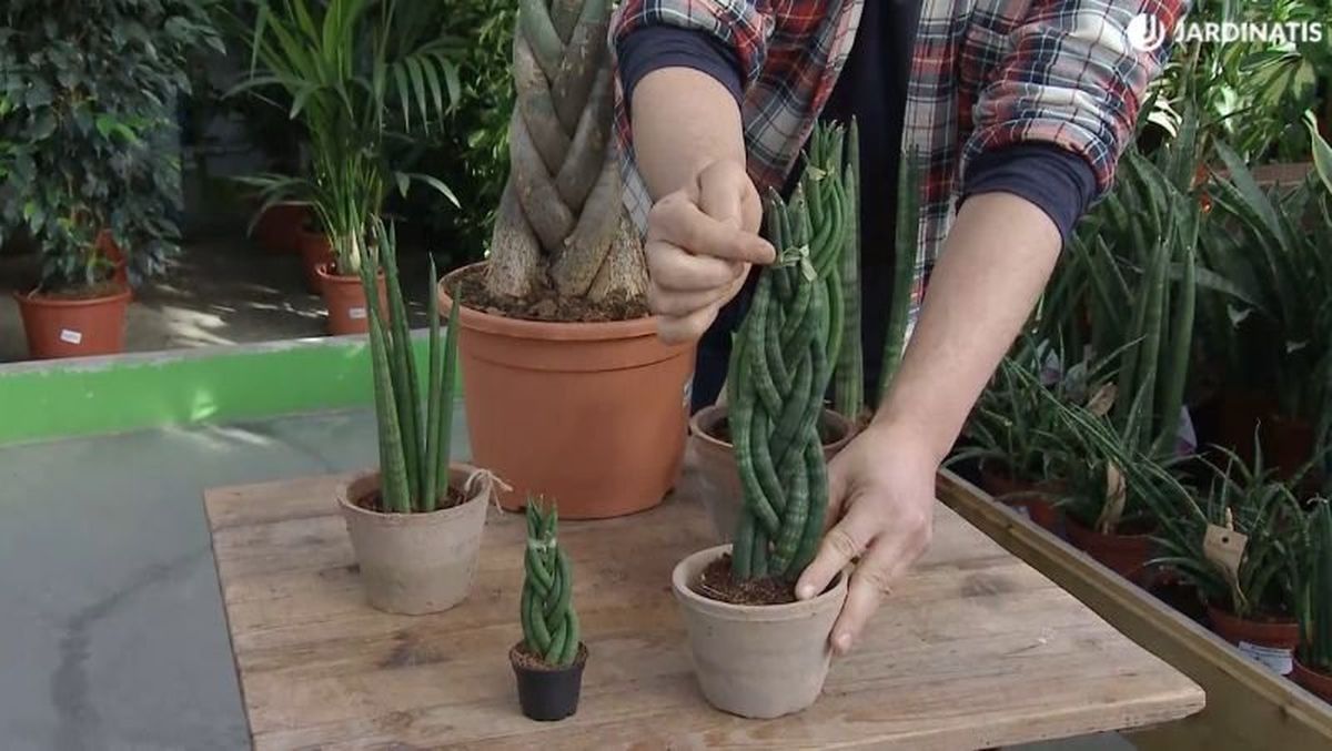 Sanseveria cylindrica con los tallos verticales y trenzados