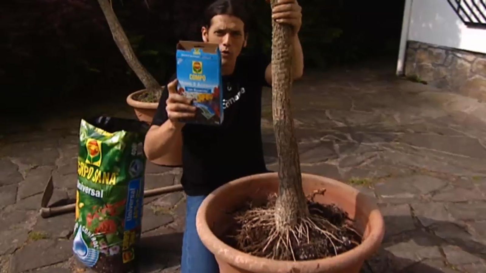 brico jardin 616 poda de raices dracena marginata abono