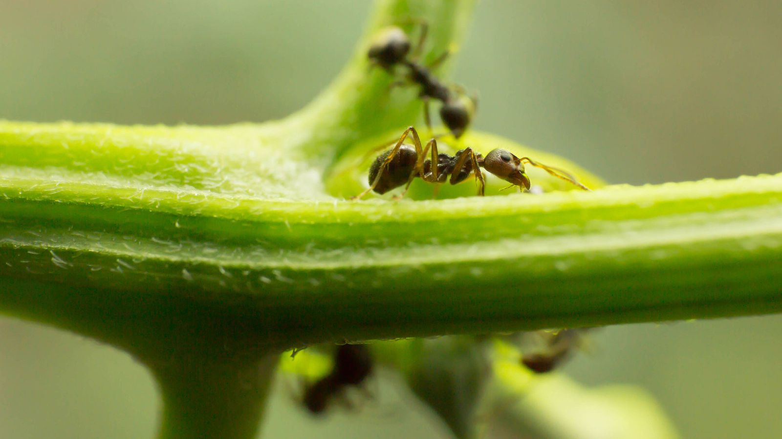 JARO021_Remedios hormigas jardin