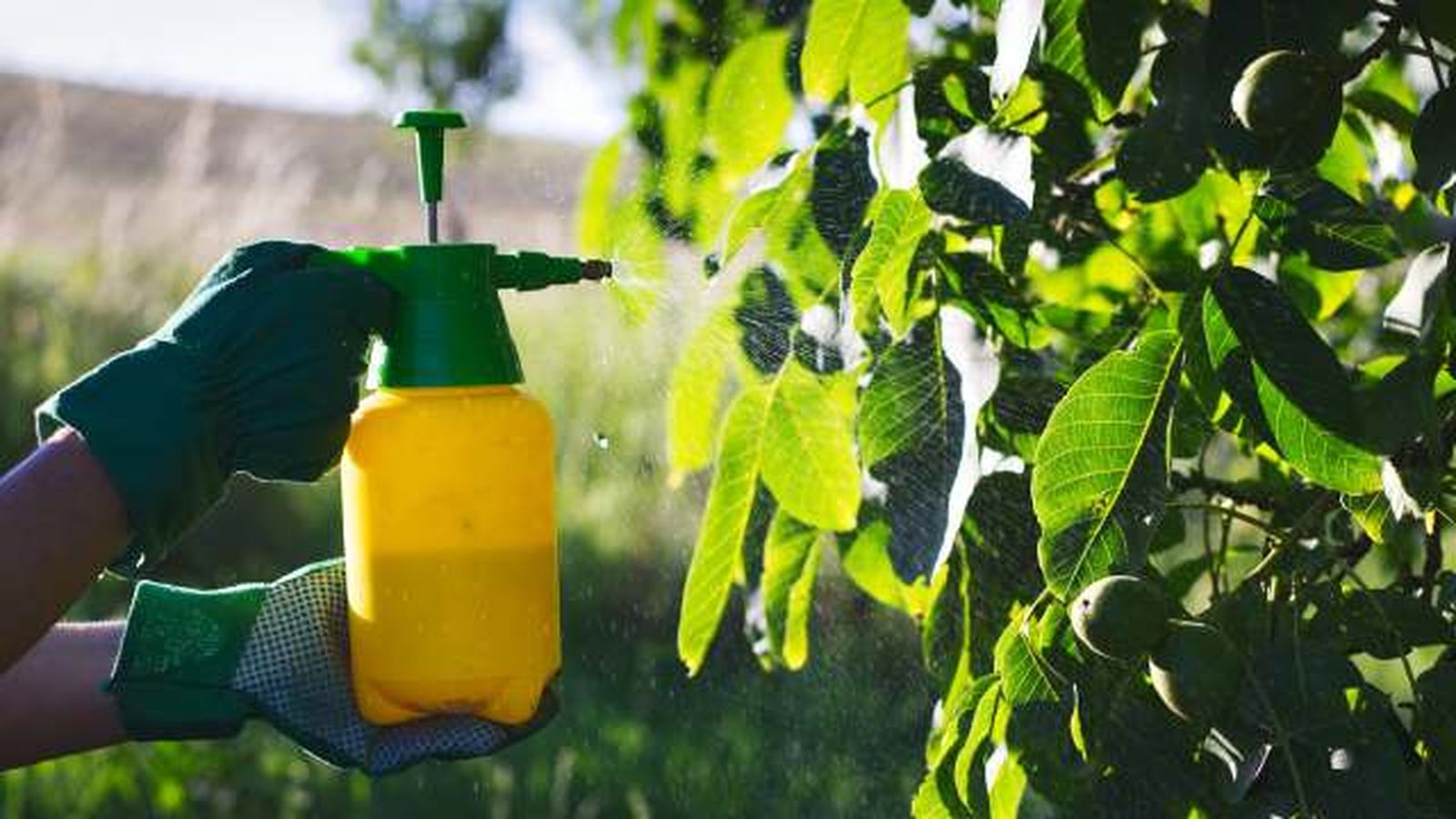 pulverizar sulfato de cobre en frutal