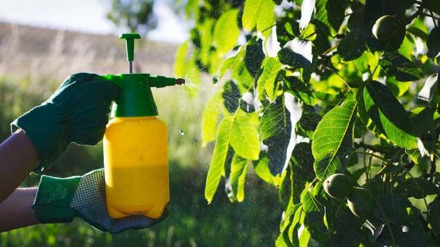 pulverizar sulfato de cobre en frutal