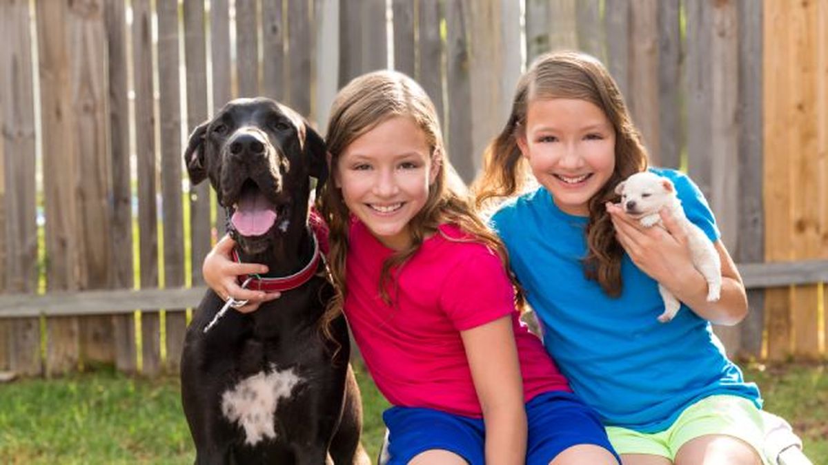 por que los perros grandes viven menos 5