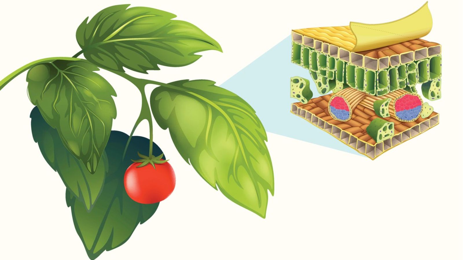 En las hojas de las plantas suceden múltiples funciones a la vez.