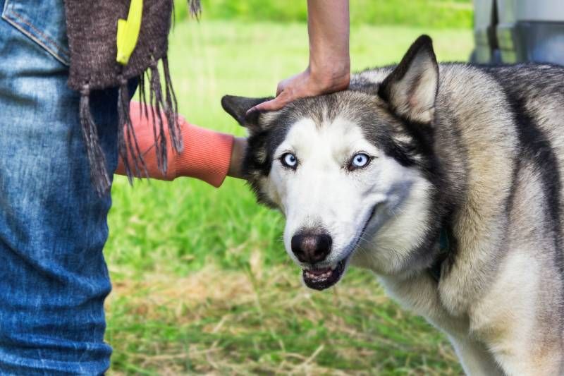 Si sales a pasear con tu perro no lo hagas en las horas centrales del día