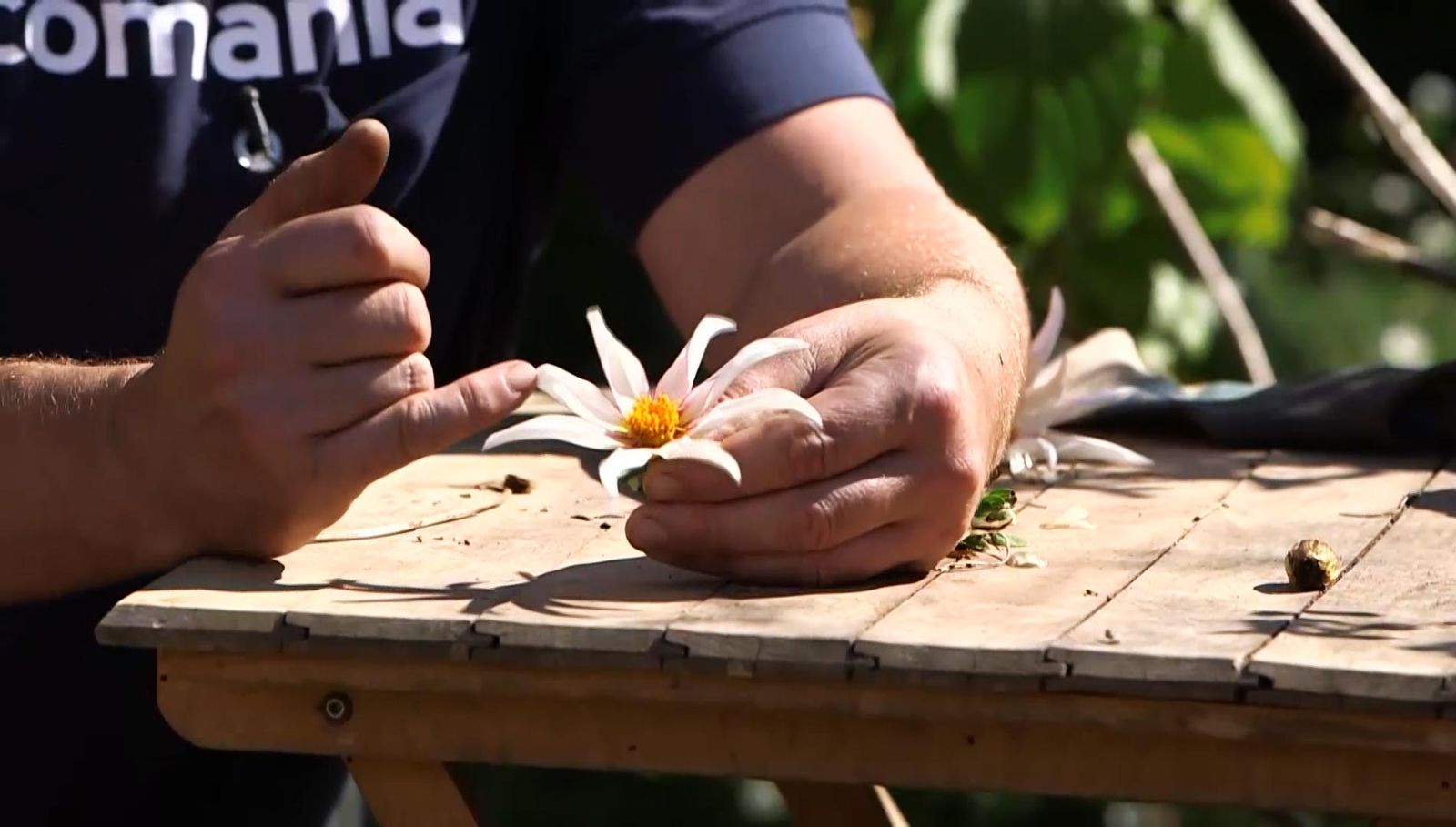 966 semillas dalias variedades