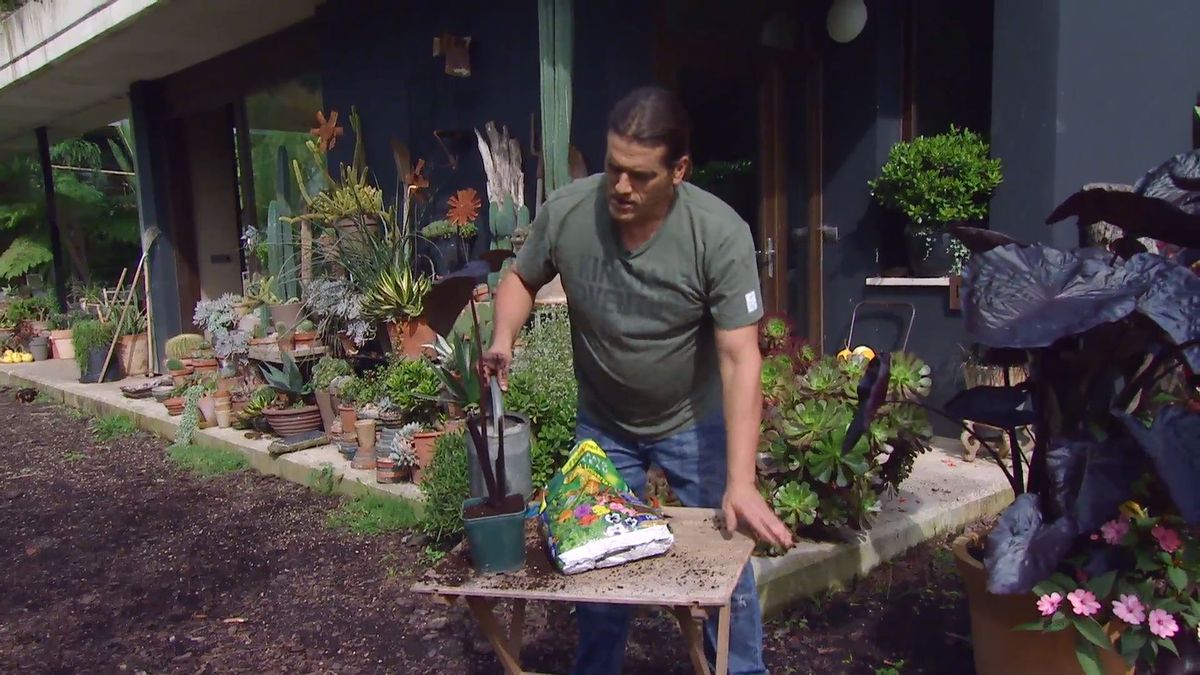 deco 0669 composicion floral rosas negros alegria alocasia alocasia contenedor