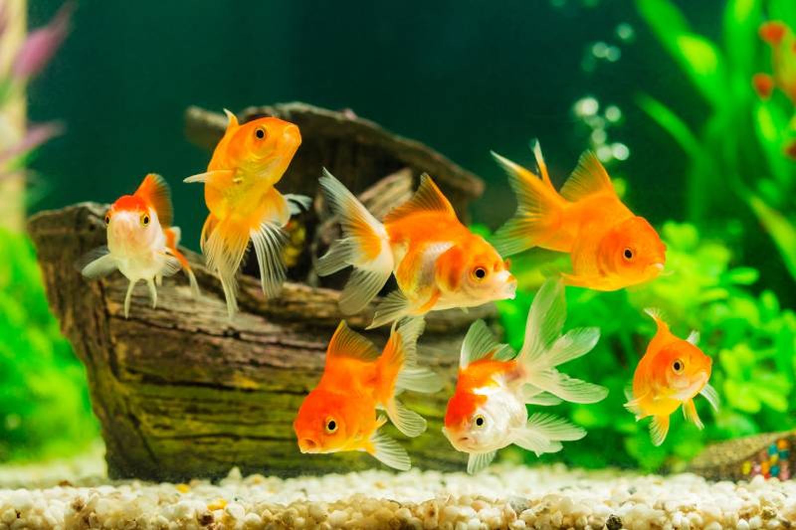 El Carassius auratus es una especie de pez de agua dulce.