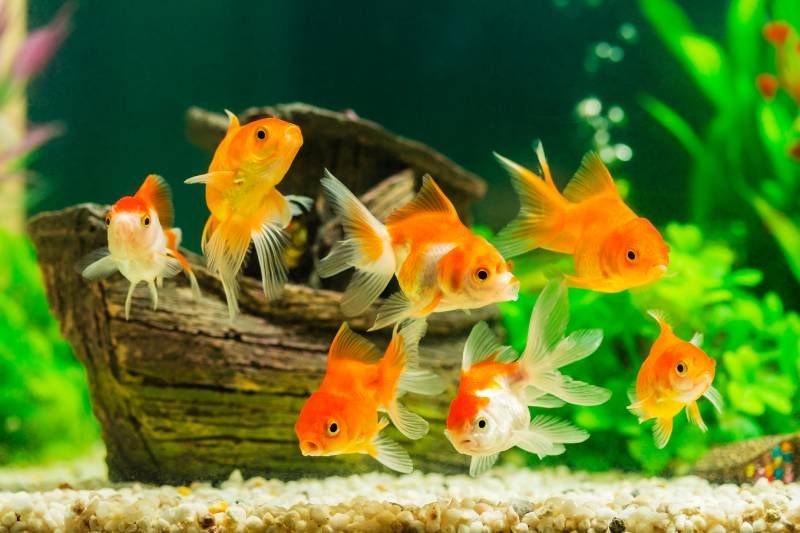 El Carassius auratus es una especie de pez de agua dulce.