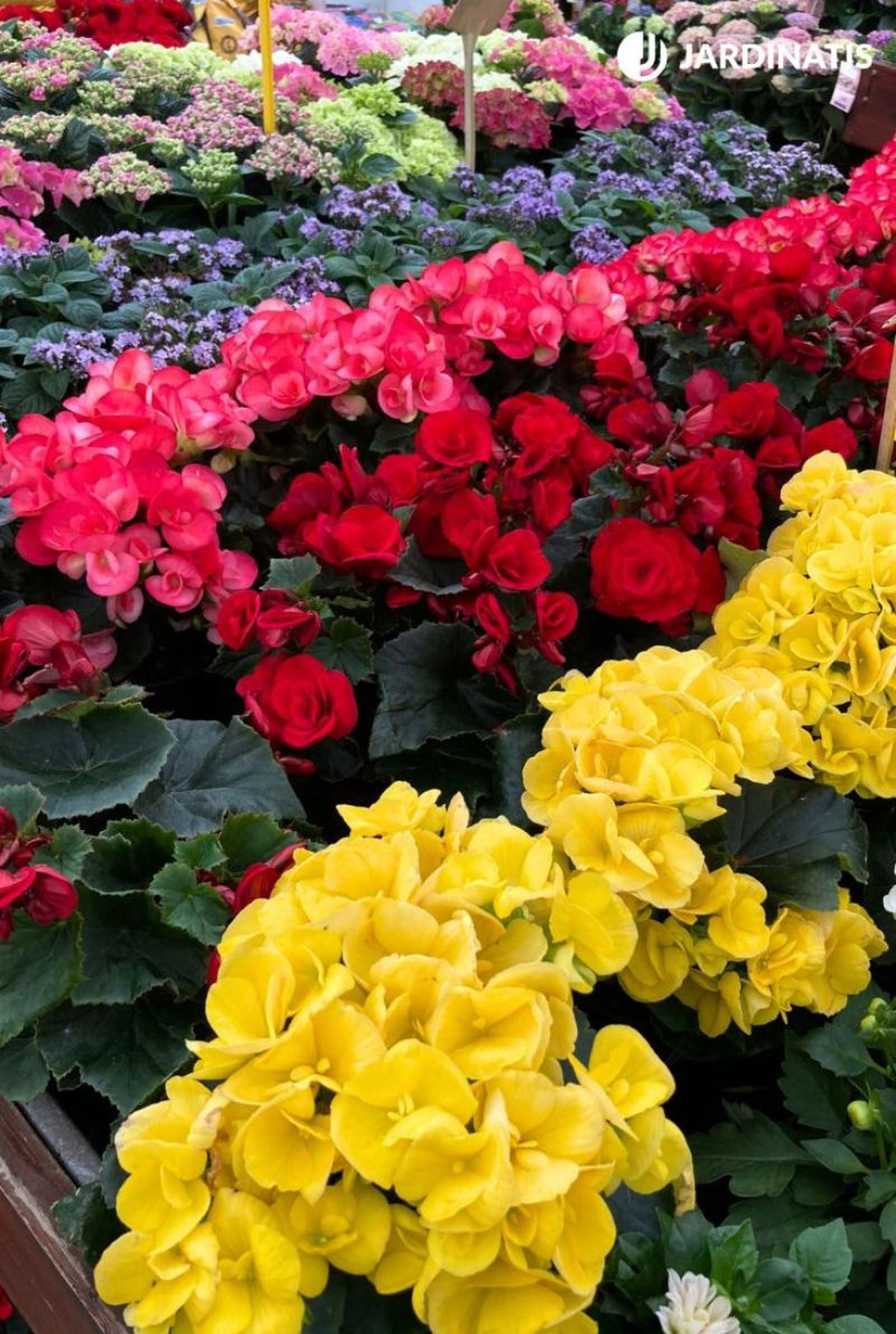 Begonia elatior