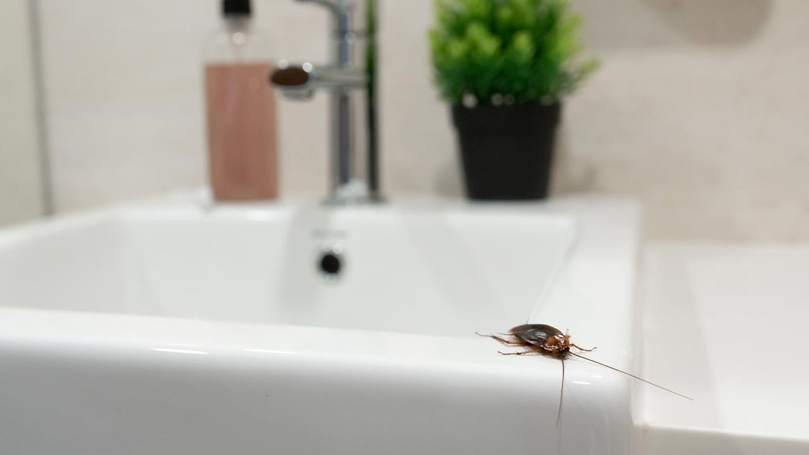 consejos para evitar la aparicion de cucarachas en casa