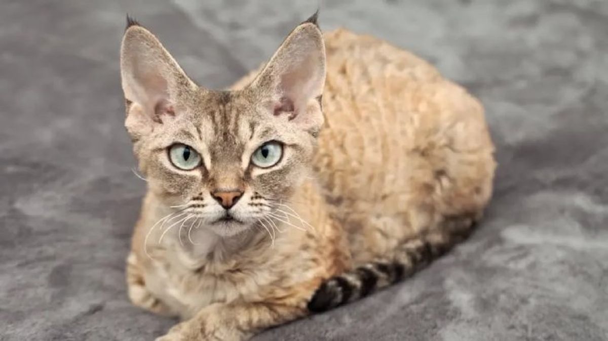 gatos hipoalergenicos devon rex