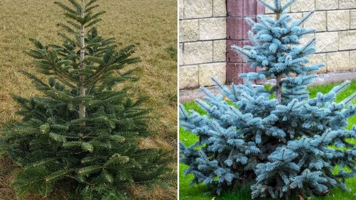 Abies nordmanniana picea pungens