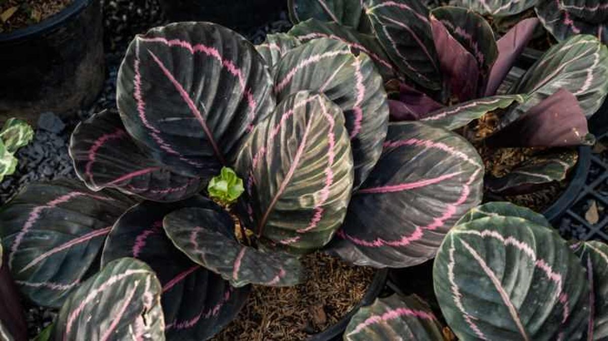Calathea rosepicta Dottie