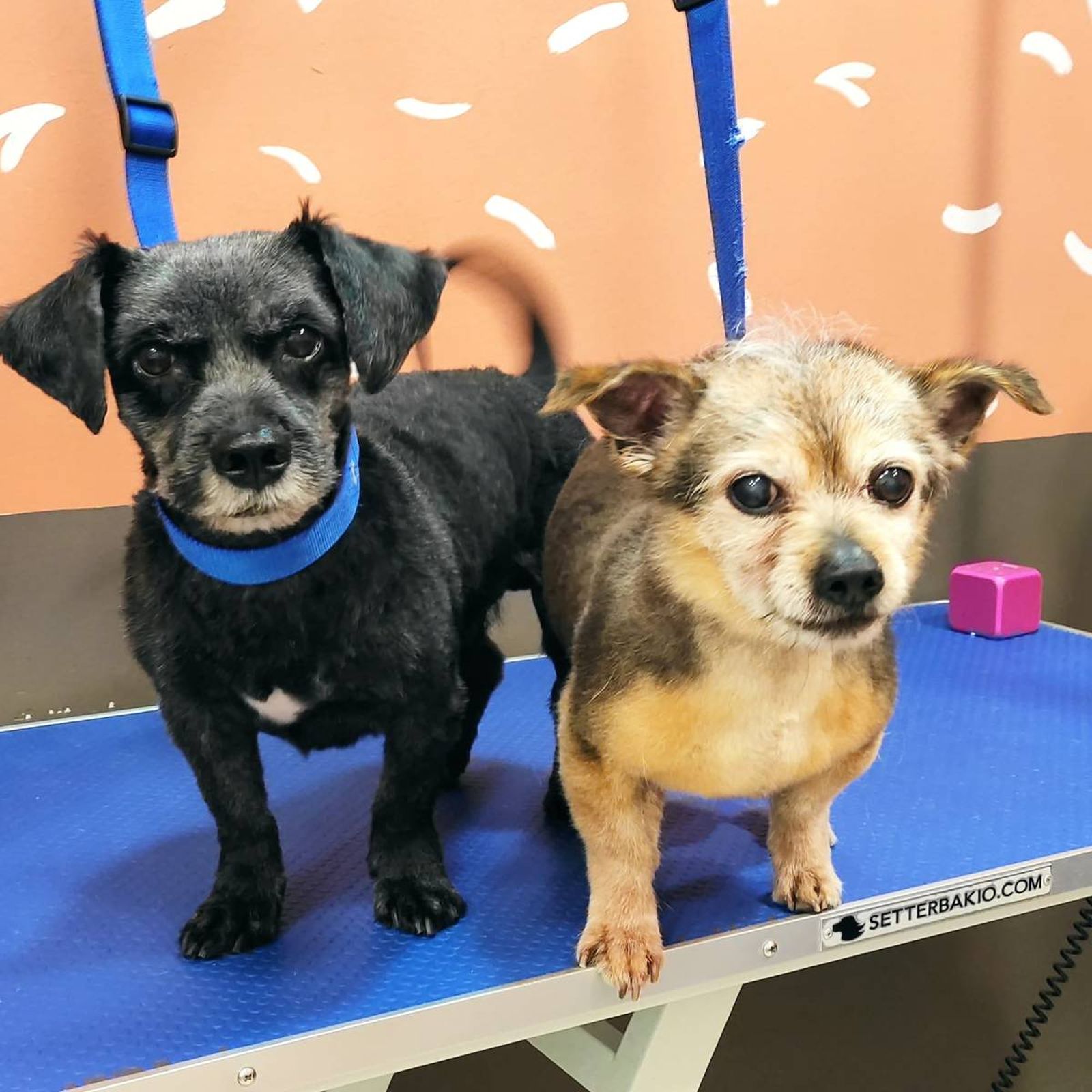 peluqueria canina para perros Madrid Las huellas de Jara
