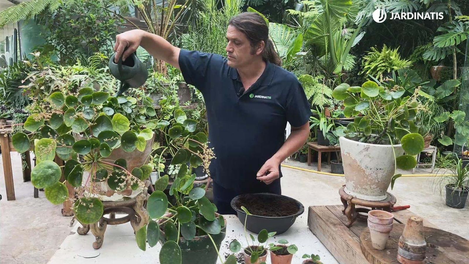problemas en el cultivo de la planta del dinero china pilea peperomioides jardinatis