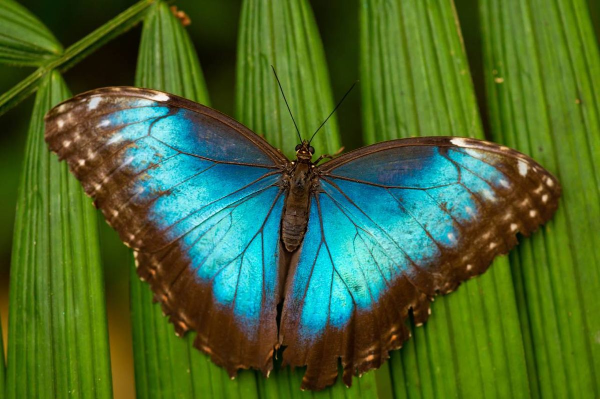 Los colores de los animales suelen estar producidos por unas moléculas llamadas pigmentos.