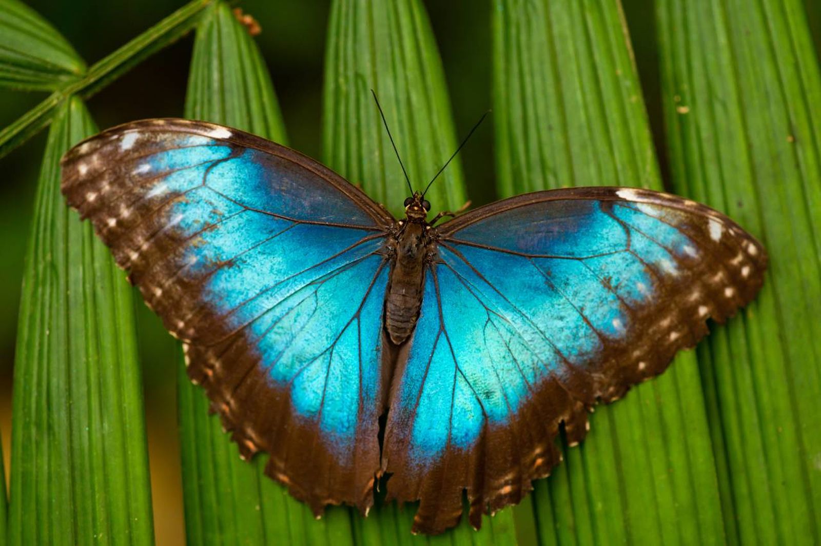 Los colores de los animales suelen estar producidos por unas moléculas llamadas pigmentos.