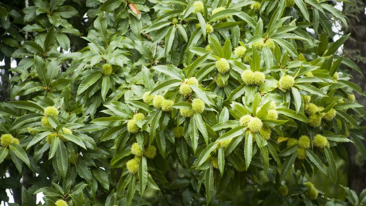 como plantar un castano