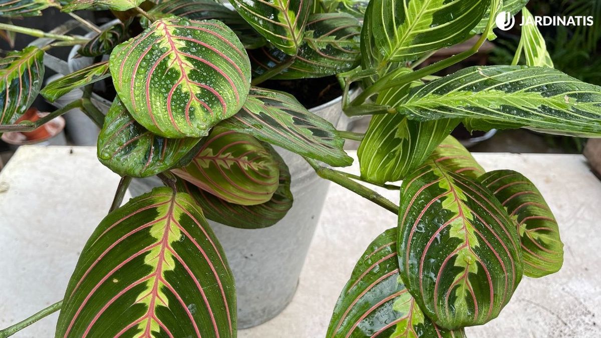 La Maranta leuconeura es una planta de interior muy llamativa