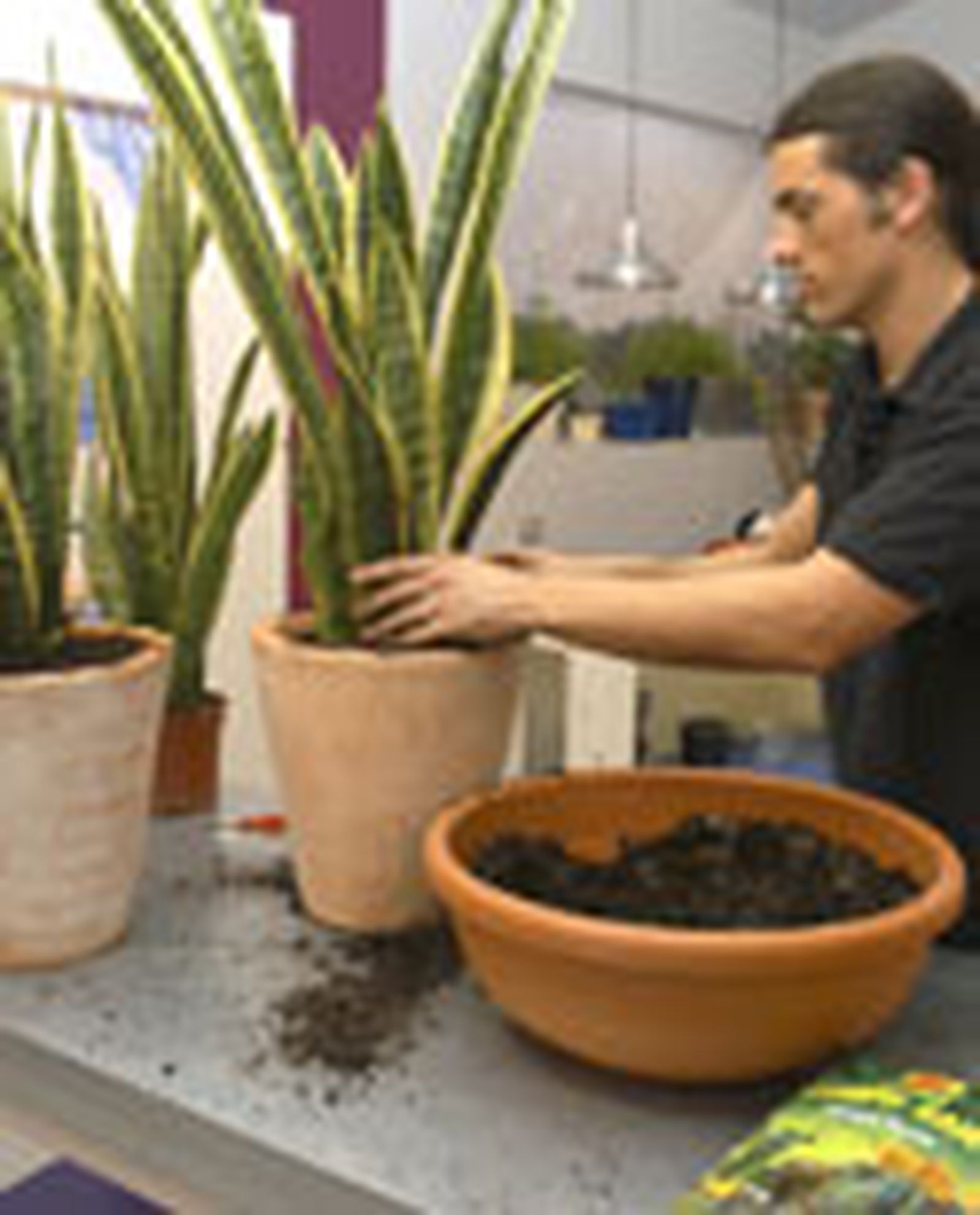 79505 sansevieria p04