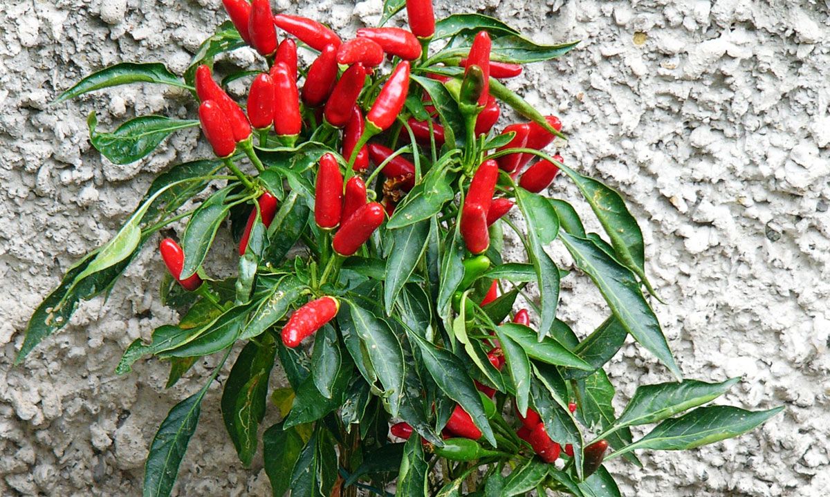 piri piri planta