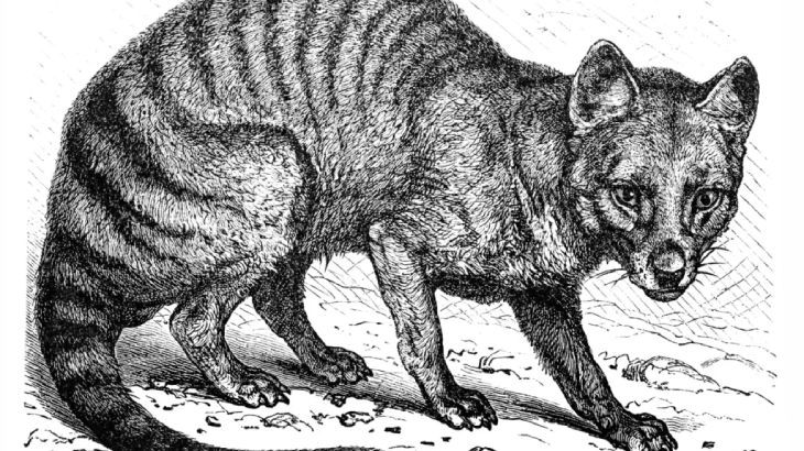 animales extintos 1