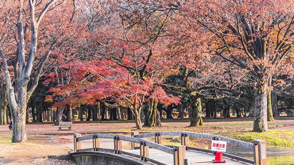 arce japones Iroha momiji otono