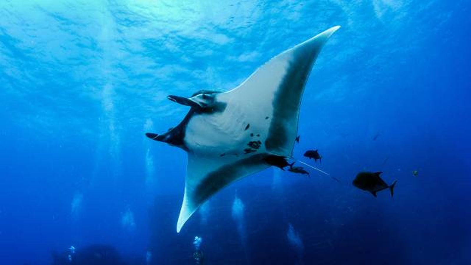 animales que empiezan por M manta raya