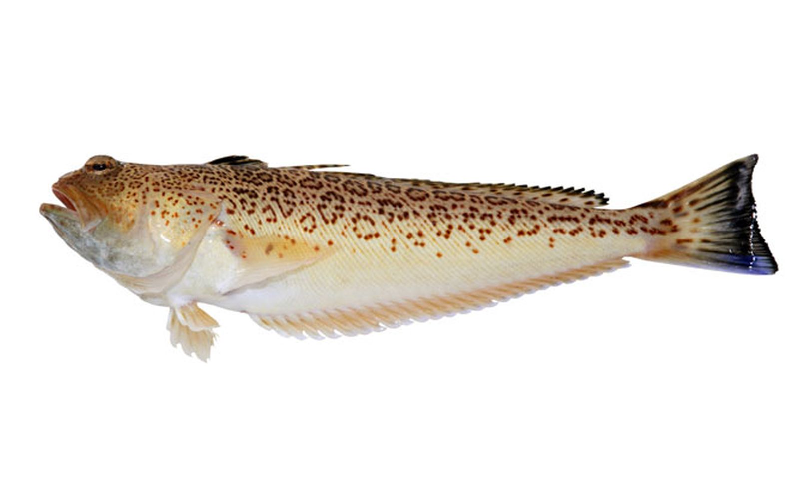 trachinus araneus pez arana xl