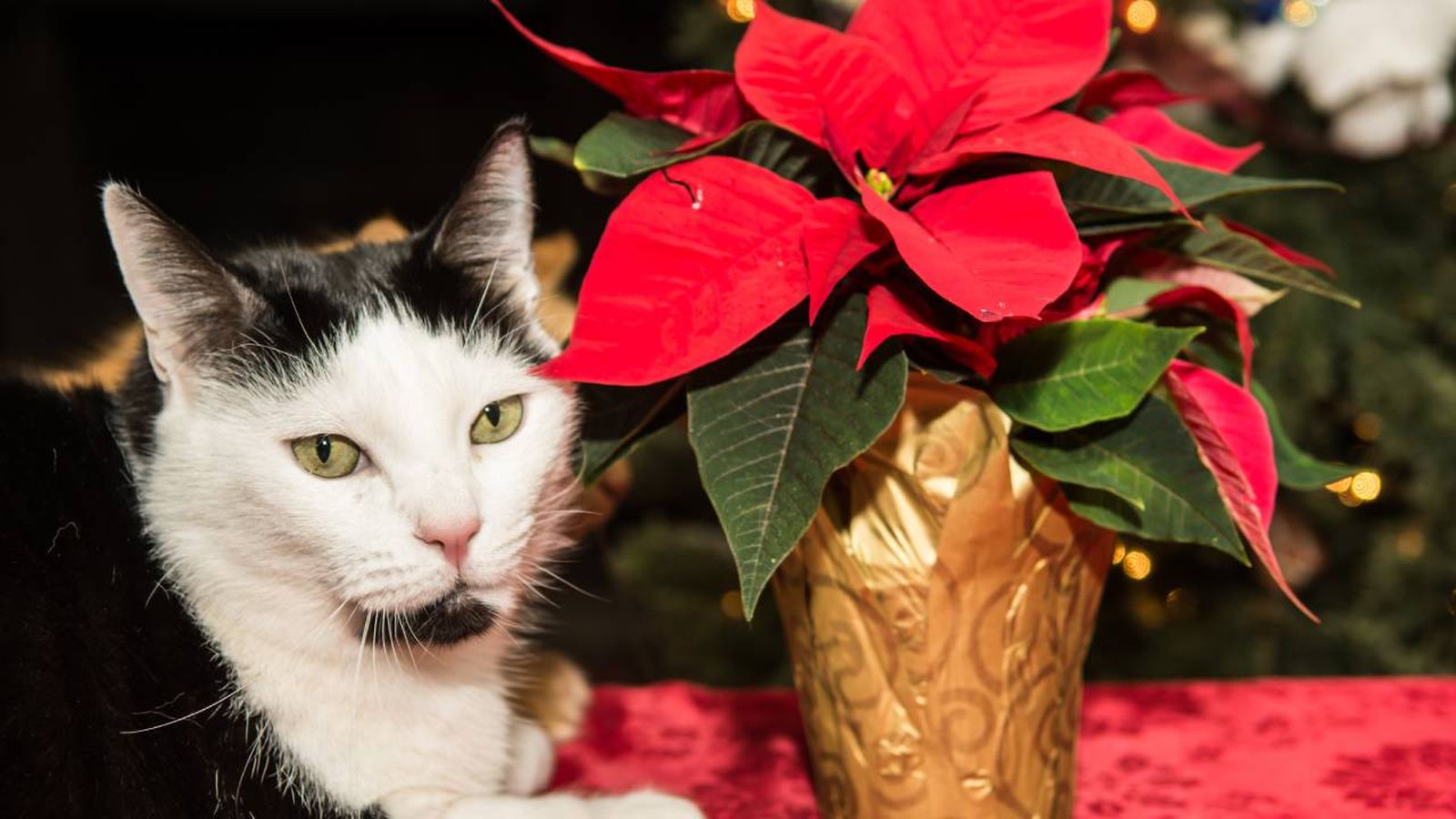 La flor de Pascua es también llamada Poinsettia, flor de Navidad o flor de Nochebuena.