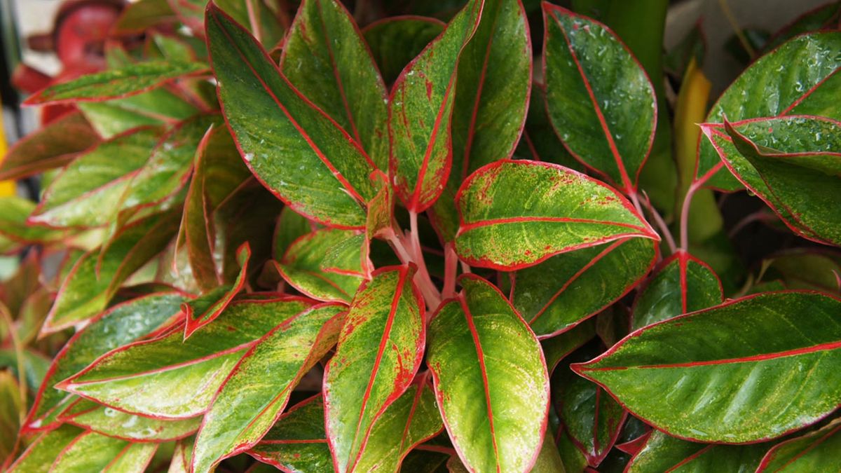 Aglaonema siam aurora planta de interior