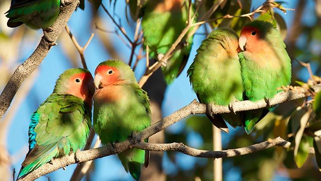 agapornis parejas